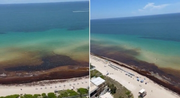 Miami Beach (EE.UU.) sucumbe al sargazo: toneladas de algas cubren las playas y alejan a los turistas