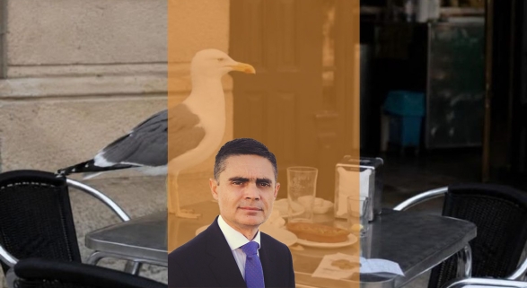 ¿Y qué hacemos con las gaviotas