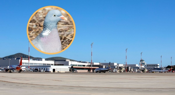 Ibiza autoriza temporalmente la caza palomas por el riesgo de seguridad en el aeropuerto