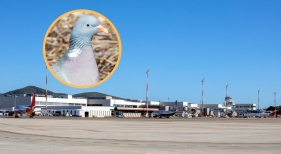 Ibiza autoriza temporalmente la caza palomas por el riesgo de seguridad en el aeropuerto Ibiza autoriza temporalmente la caza palomas por el riesgo de seguridad en el aeropuerto