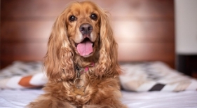 Perro en un hotel 'pet-friendly'p