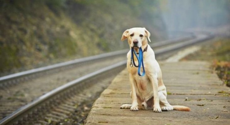 Abandono animal: protectoras y turistas denuncian hechos lamentables