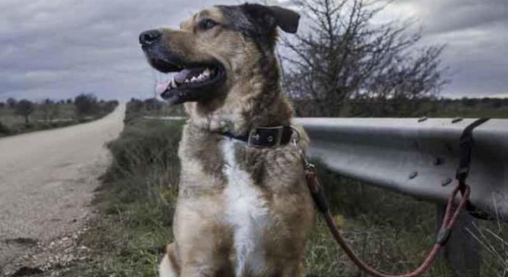 Perro abandonado en la carretera. Foto de Diario Información