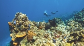 El aumento de la temperatura del mar amenaza con un nuevo blanqueamiento masivo de los corales en Quintana Roo