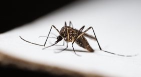 Alerta en el aeropuerto de Frankfurt tras la muerte de dos empleados por malaria y otros cuatro infectados
