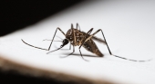 Alerta en el aeropuerto de Frankfurt tras la muerte de dos empleados por malaria y otros cuatro infectados