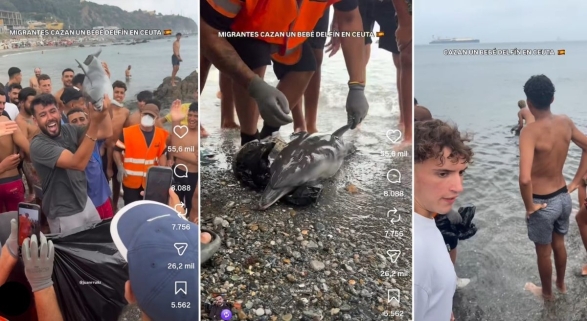 Imágenes del delfín en la playa de Ceuta | Foto: Capturas vía @juanrruiiz
