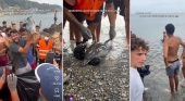 Imágenes del delfín en la playa de Ceuta | Foto: Capturas vía @juanrruiiz
