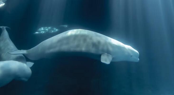 Peekachu, una de las belugas fallecidas