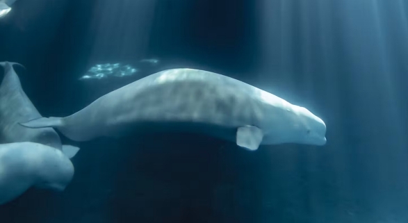 Peekachu, una de las belugas fallecidas