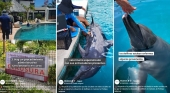 Cáncer, lesiones y enfermedades crónicas: el delicado estado de los delfines del Dolphin Connection de Cancún (México)
