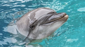 Echo Foto Oceanogràfic Valencia