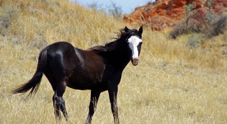 Caballo asilvestrado