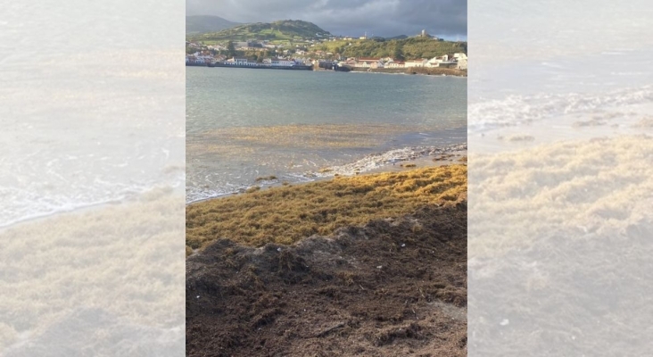 El alga asiática invade una playa de Azores | Foto: Mariajoao22 (CC BY-SA 4.0)