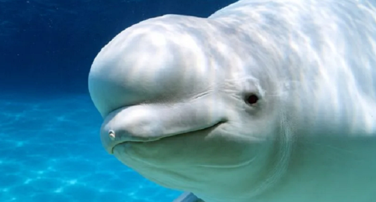 La beluga Cyprus