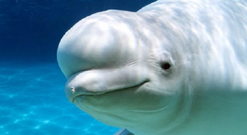 La beluga Cyprus La beluga Cyprus