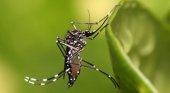 Aedes Aegypti o mosquitos de dengue presente en Isla de Pascua