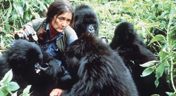 Dian Fossey junto a los gorilas en la jungla africana. Foto de NaturaHoy