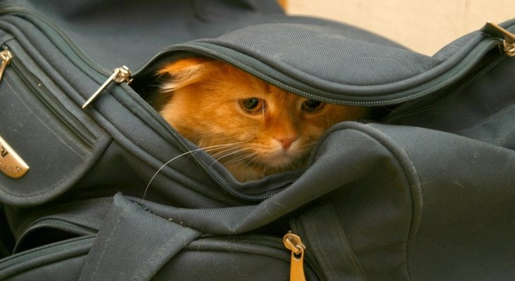 Facturan el equipaje con un gato en su interior