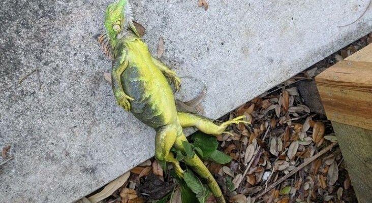 Iguana verde congelada en Florida
