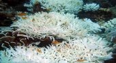 Medidas extremas en Tailandia para salvar los corales