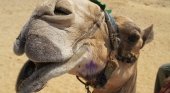 Bótox en los camellos, última moda para contentar a los turistas
