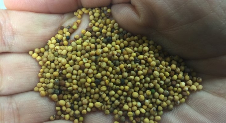 La semilla de Carinata es usada para crear biocombustible