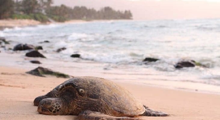 Tortuga en la isla de Sal, Cabo Verde