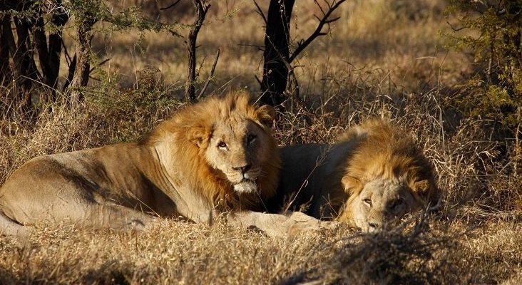 Leones en una reserva sudafricana como los que devoraron al cazador