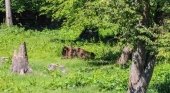 Bosque de Bialowieska en Polonia