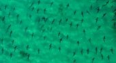Tiburones punta negra en Florida