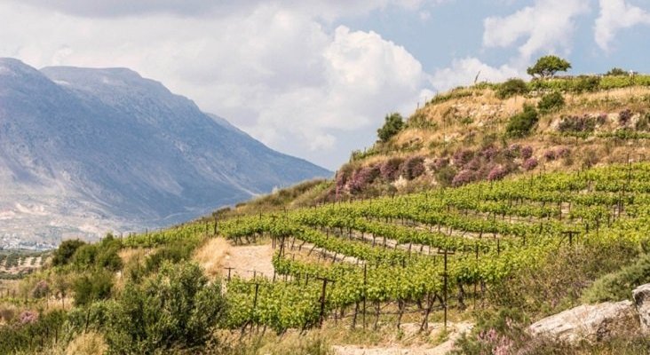 Viñedos de Creta. Foto de Food and Travel