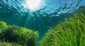 Posidonia de Formentera Fuente: Belleza Solidaria