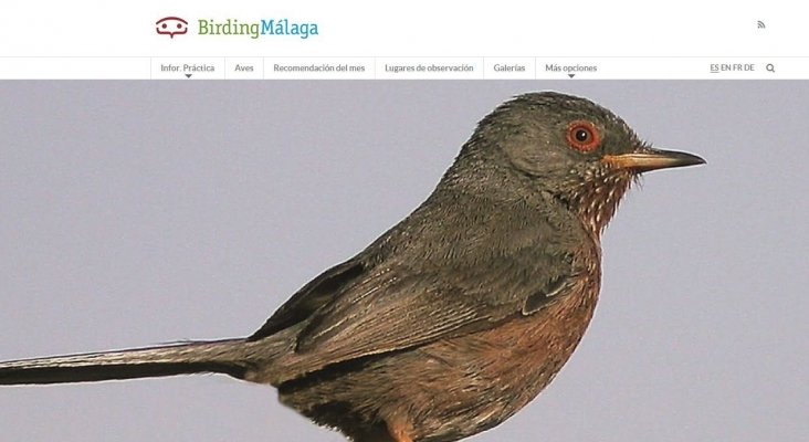 Birding Málaga, página para amantes de las aves