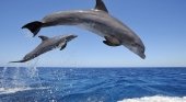 Se aprueba la máxima protección a los cetáceos en las islas de Lanzarote y Fuerteventura