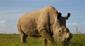 Sudán, último ejemplar de rinoceronte blanco