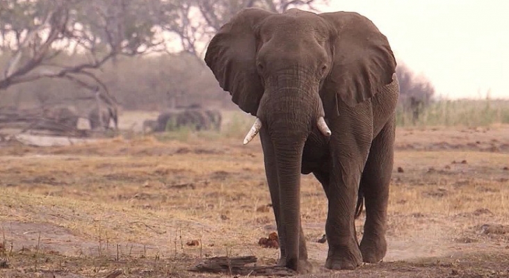 Elefante en un parque natural