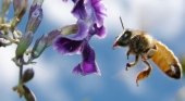 Aviones inspirados en abejas, lo último en China