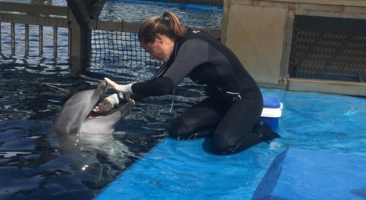 Una cuidadora interactúa con un delfín en el Oceanogràfic