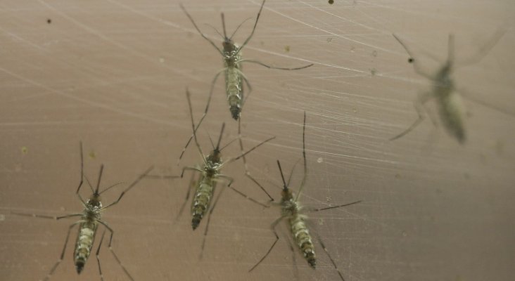 Mosquito Aedes aegypti que transmite el dengue