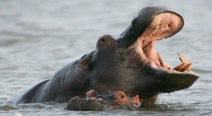 Safari de avistamiento de hipopótamos en Santa Lucía. Foto de Diario de León