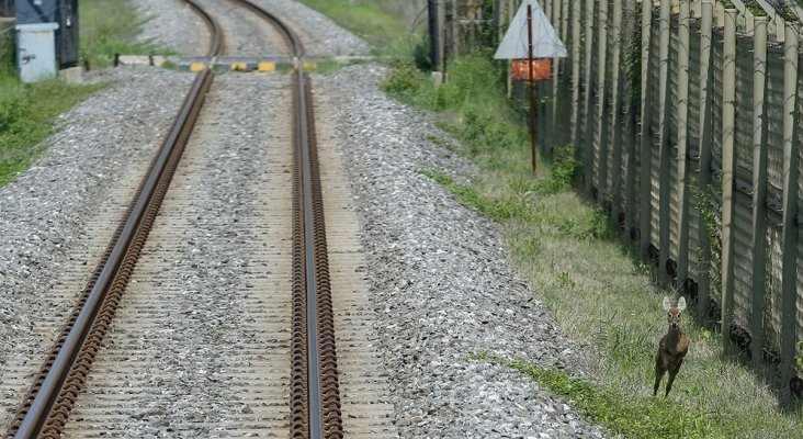 Un tren que ladra, el último invento de Japón