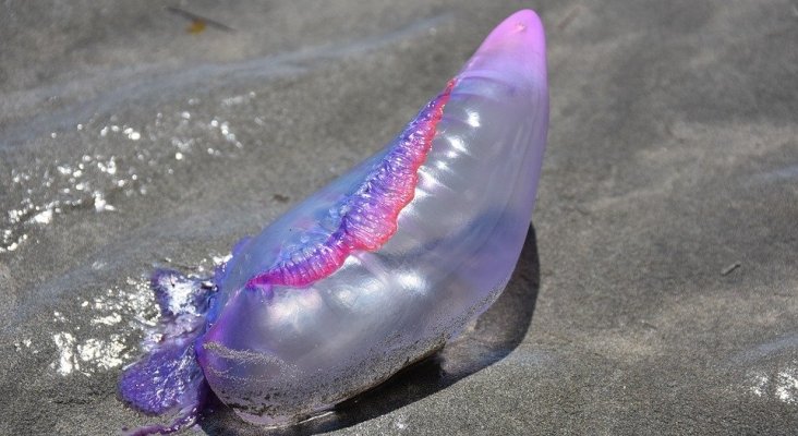 Las 'carabelas portuguesas' acechan las aguas de Ibiza