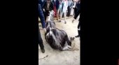 Muere un caballo en la Feria de Abril. Imagen difundida en redes sociales