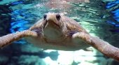 Poema del mar se centra en la recuperación de tortugas. Foto Efe