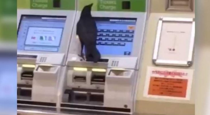 Un cuervo roba una tarjeta de crédito para comprar un billete de tren
