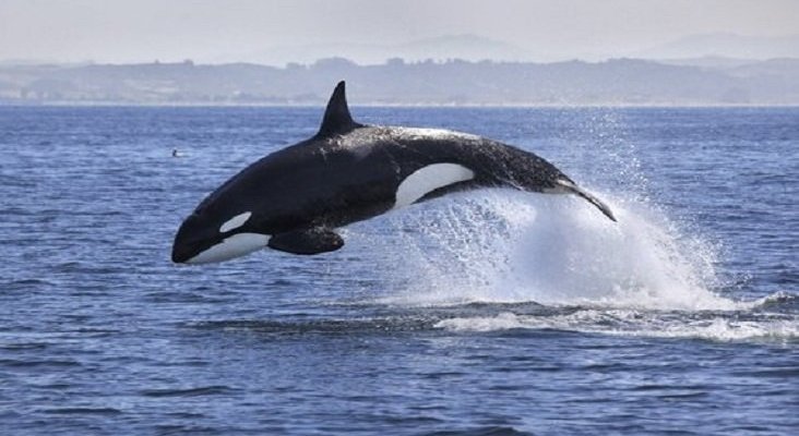 Las orcas visitan las costas murcianas. Foto de Mis Animales