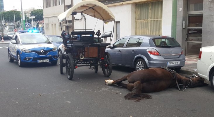 Muere un caballo de carruaje en La Isleta