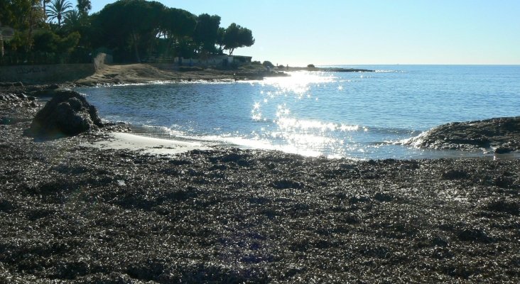 Arribazones en Alicante, una defensa natural de las playas