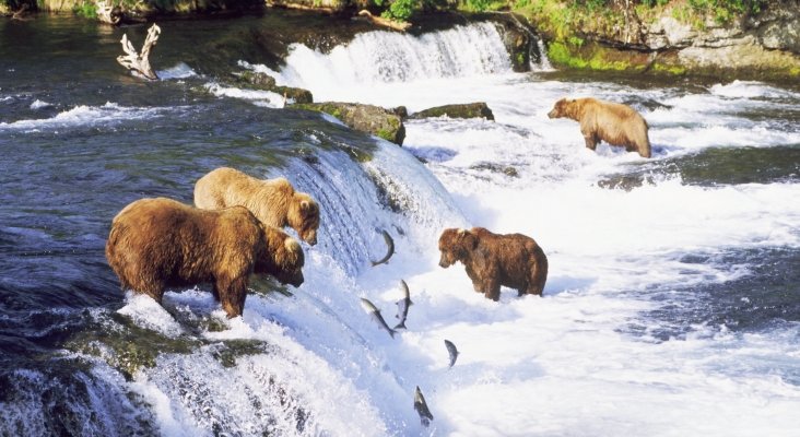 Trump permitirá cazar cachorros de osos y lobo